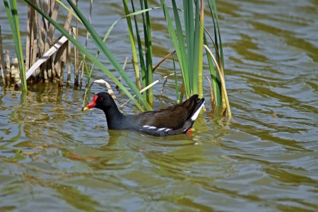 Galinha-d'água(Gallinula chloropus)
